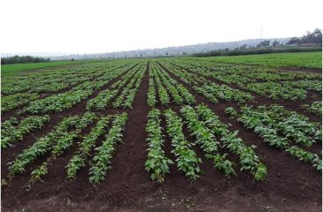 Seed in Line form