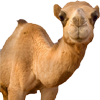 camel animal
