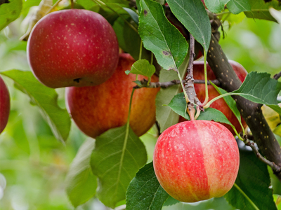 Apple Gurawa Apple Gurawa