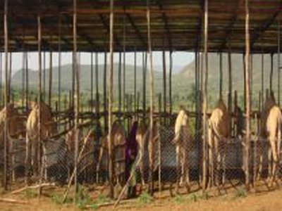 Camel2