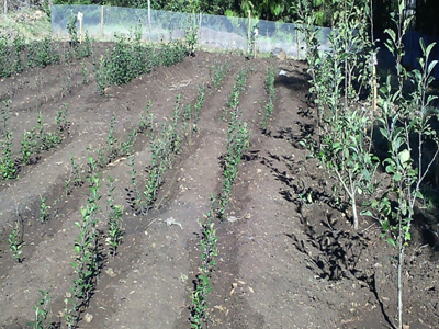 Gurawa Apple Rootstock Gurawa Apple Rootstock