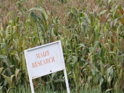 Rare Maize2 Rare Maize2