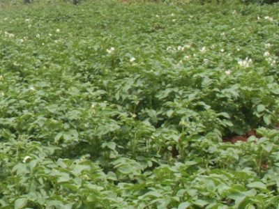 Rare Potato2 Rare Potato2