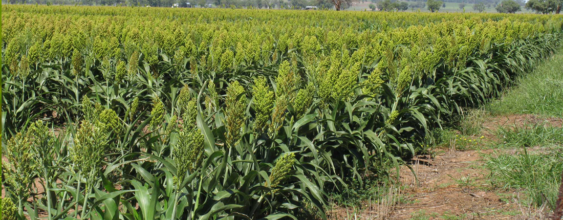 Sorghum crop
