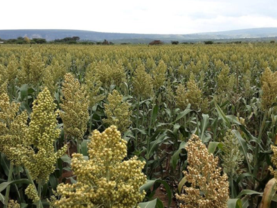 Sorghum1 Sorghum1