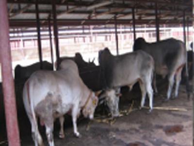 beef cattle