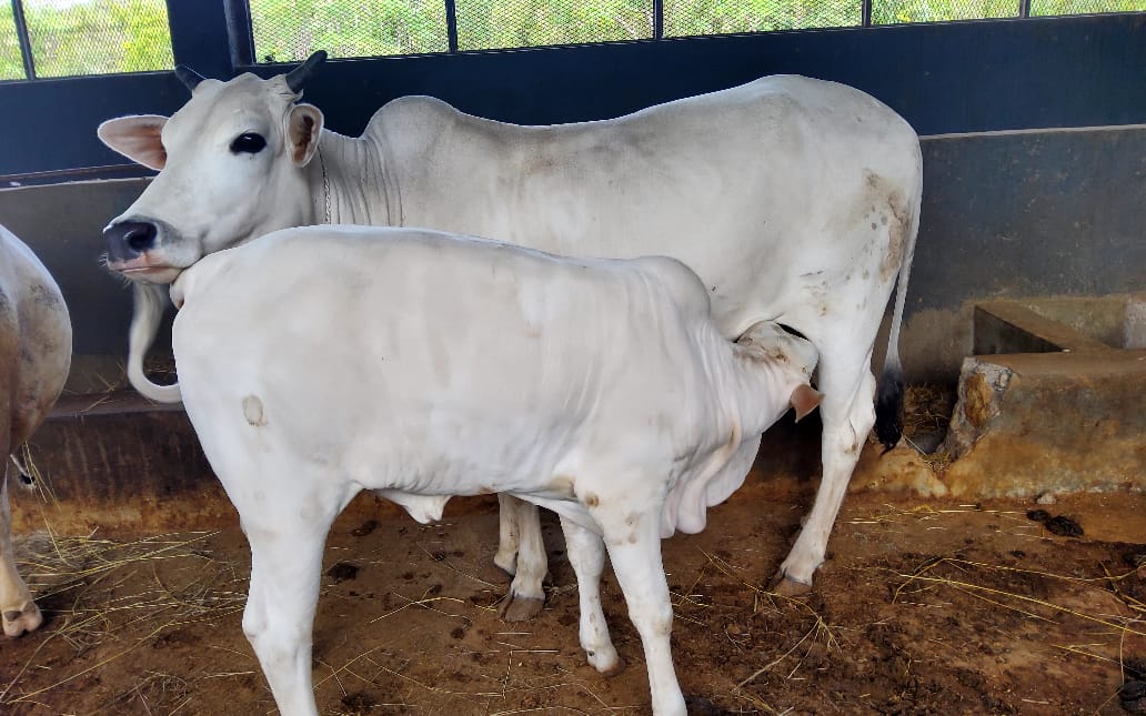 HU Rsearch Cow