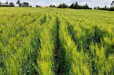 Haramaya University Wheat