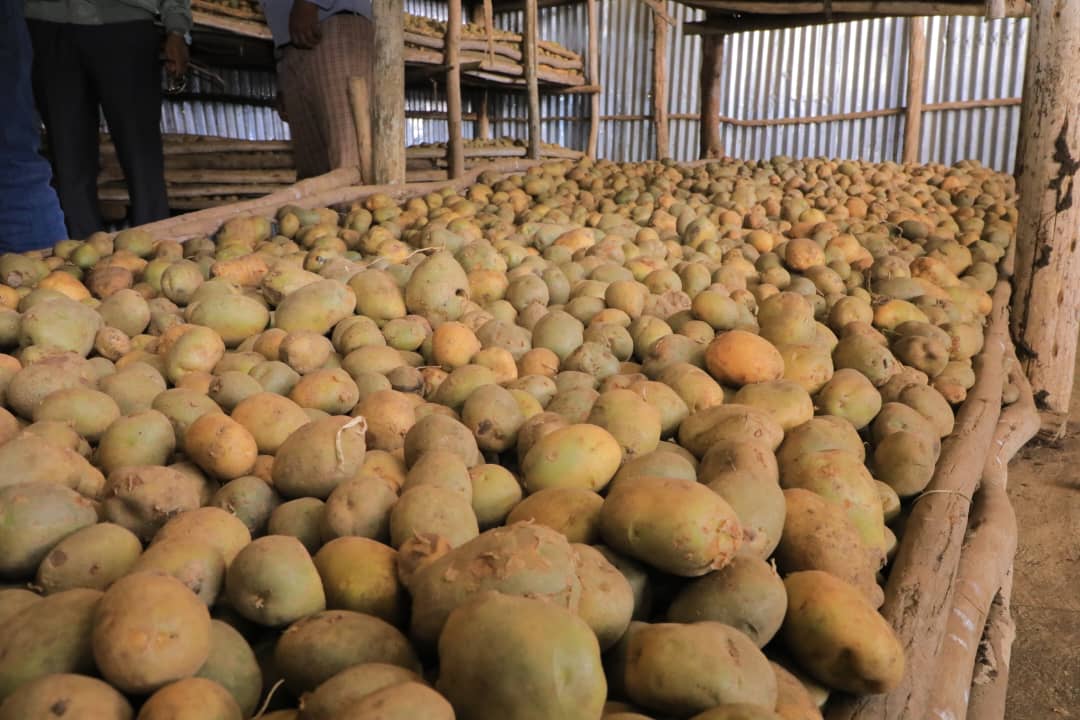 Potato Research Station sample production
