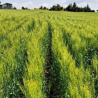 Haramaya University Wheat
