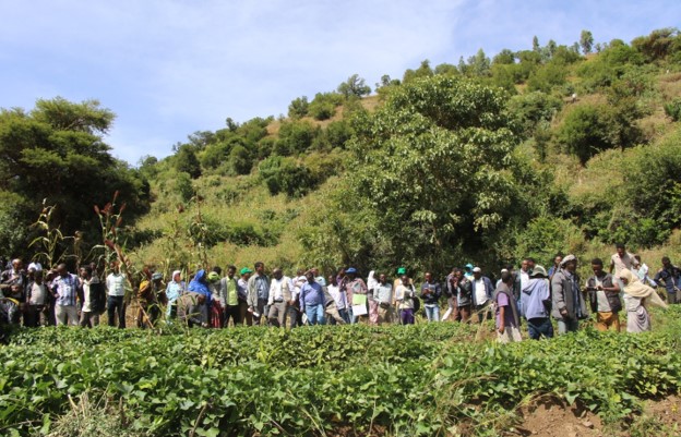 Haramaya University BENEFIT-REALISE Cluster conducted at zonal level on field day