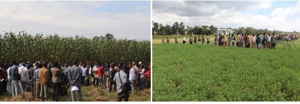 Annual Research field day held at the main campus research center