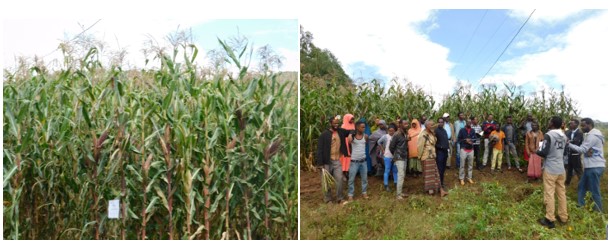 Innov Africa conducted a Field Day