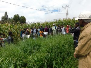 Innov Africa conducted a Field Day