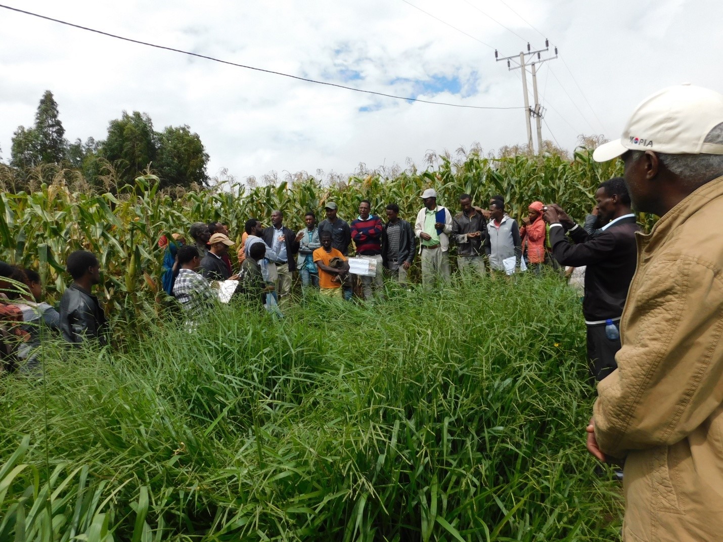 Innov Africa conducted a Field Day