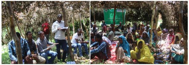 Haramaya University’s BENEFIT-REALISE Cluster conducted a field day in Gurawa