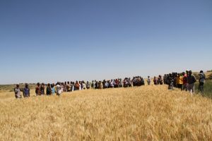 Farmers, researchers delegates of regional, zonal and woreda offices of agriculture, development agencies, administrators and representatives from Haramaya University were present for the 2016 Field Day