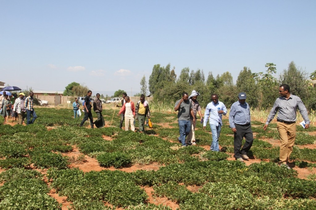 Farmers, researchers delegates of regional, zonal and woreda offices of agriculture, development agencies, administrators and representatives from Haramaya University were present for the 2016 Field Day