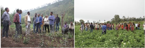 Haramaya University conducted Field day program at its research centers
