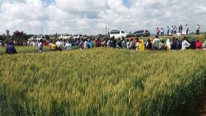 Haramaya University Research Office conducted Field’ Day in the University’s compound