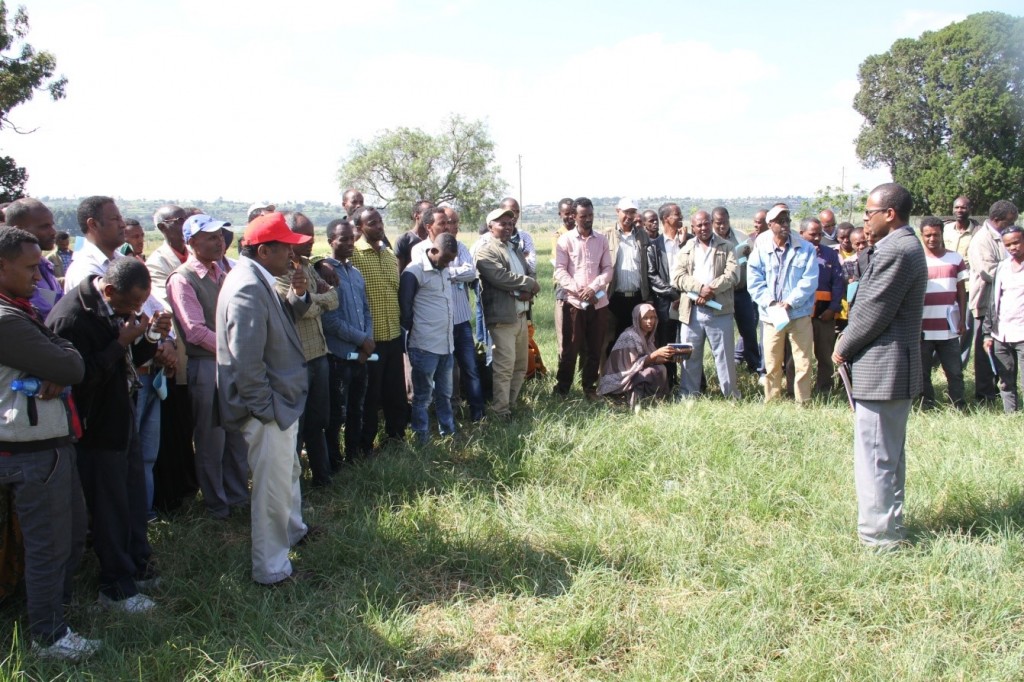 Haramaya University Research Office conducted Field’ Day in the University’s compound