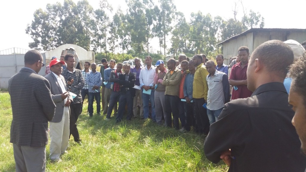 Haramaya University Research Office conducted Field’ Day in the University’s compound