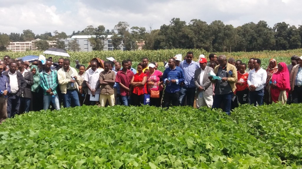 Haramaya University Research Office conducted Field’ Day in the University’s compound