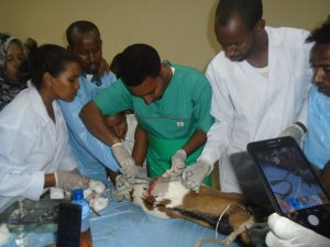 Haramaya University gave surgical training for field Veterinarians
