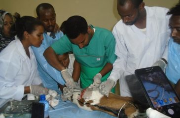 Haramaya University gave surgical training for field Veterinarians