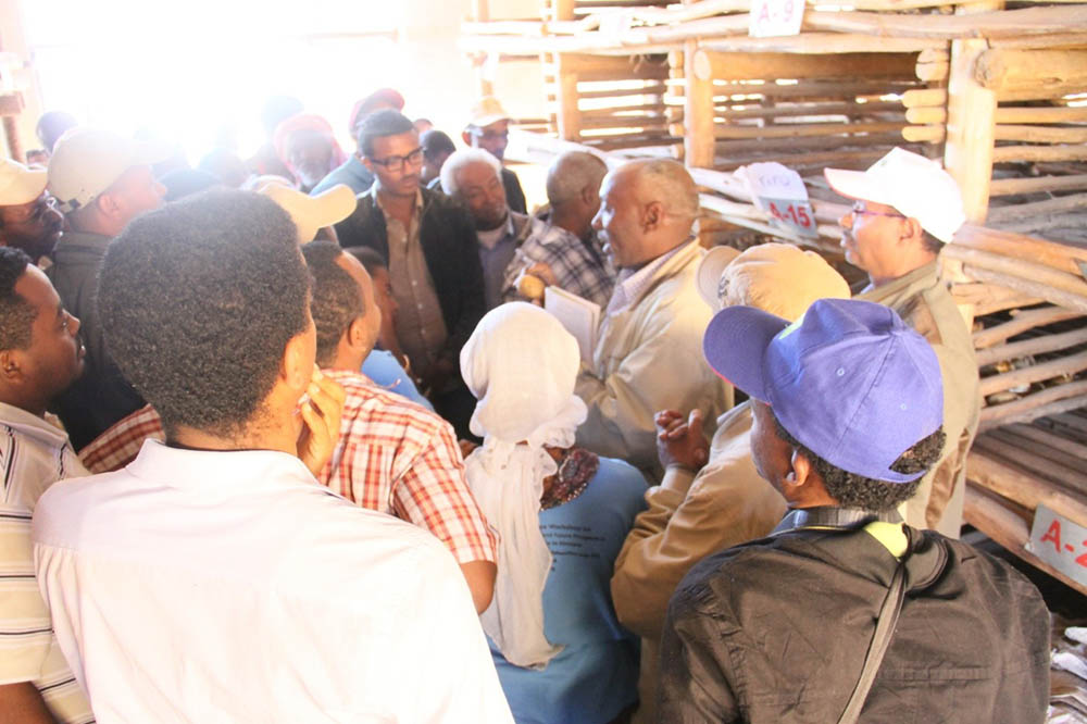 Breaking the Belief: Climate Smart Potato improvement,