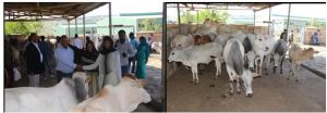 Cattle and Research