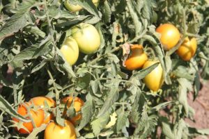 d high-quality tomato seeds a to farmers.