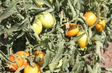 d high-quality tomato seeds a to farmers.