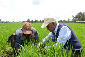 The Yara Prize 2014 is being awarded to Professor Tekalign Mamo Assefa