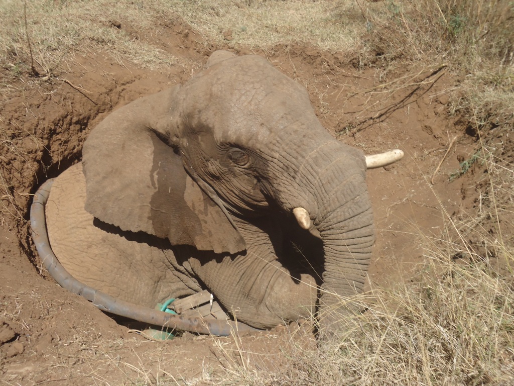 The Haramaya University Wildlife Research Team supported the life of an elephant, elephant image