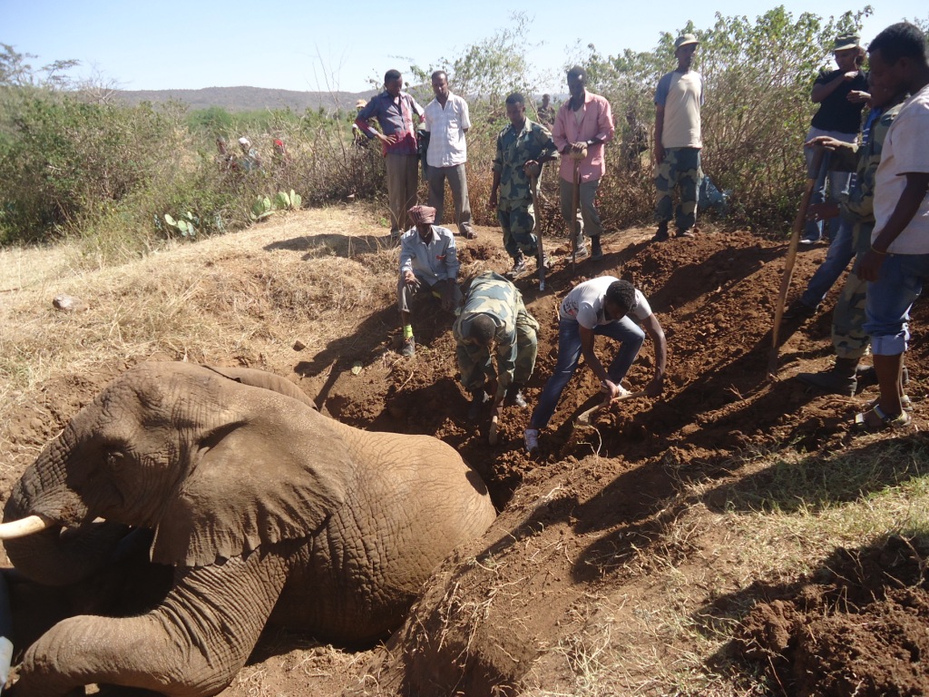 The Haramaya University Wildlife Research Team supported the life of an elephant, elephant image