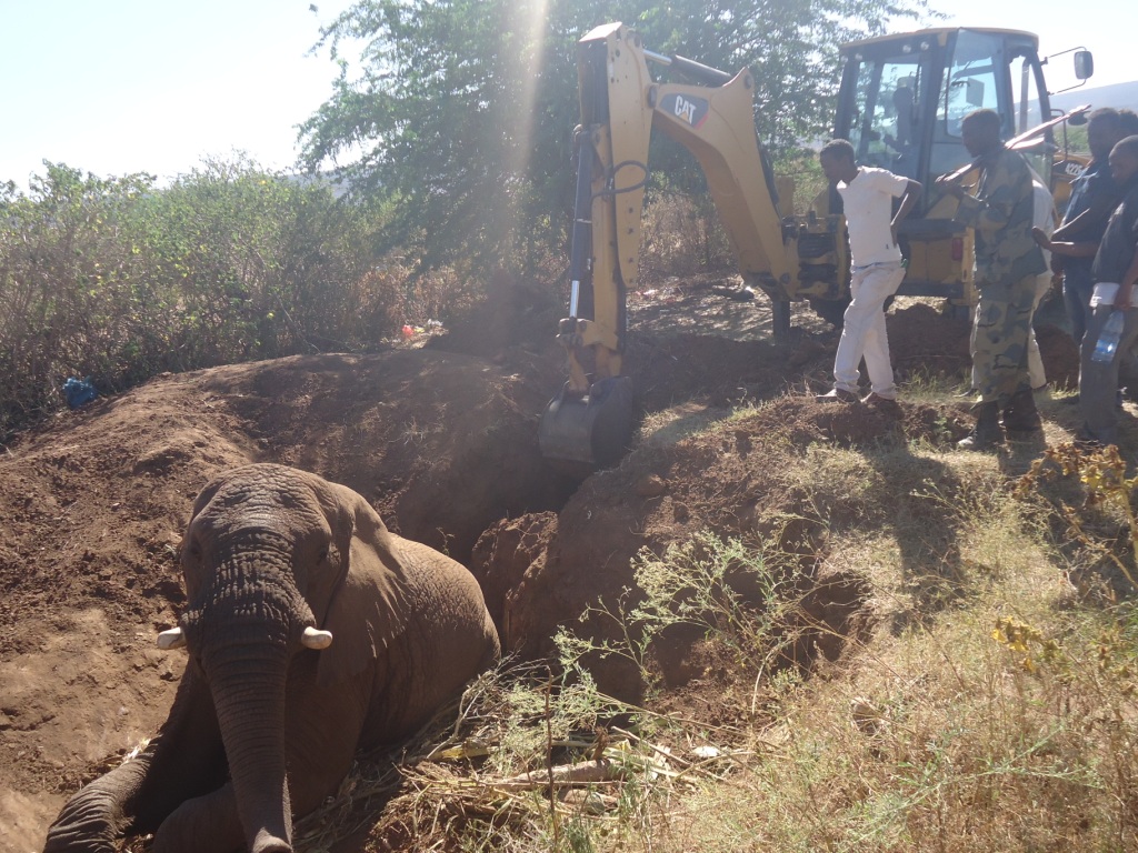 The Haramaya University Wildlife Research Team supported the life of an elephant, elephant image