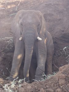 elephant image