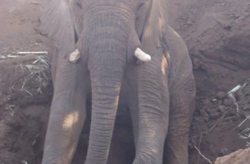 elephant image