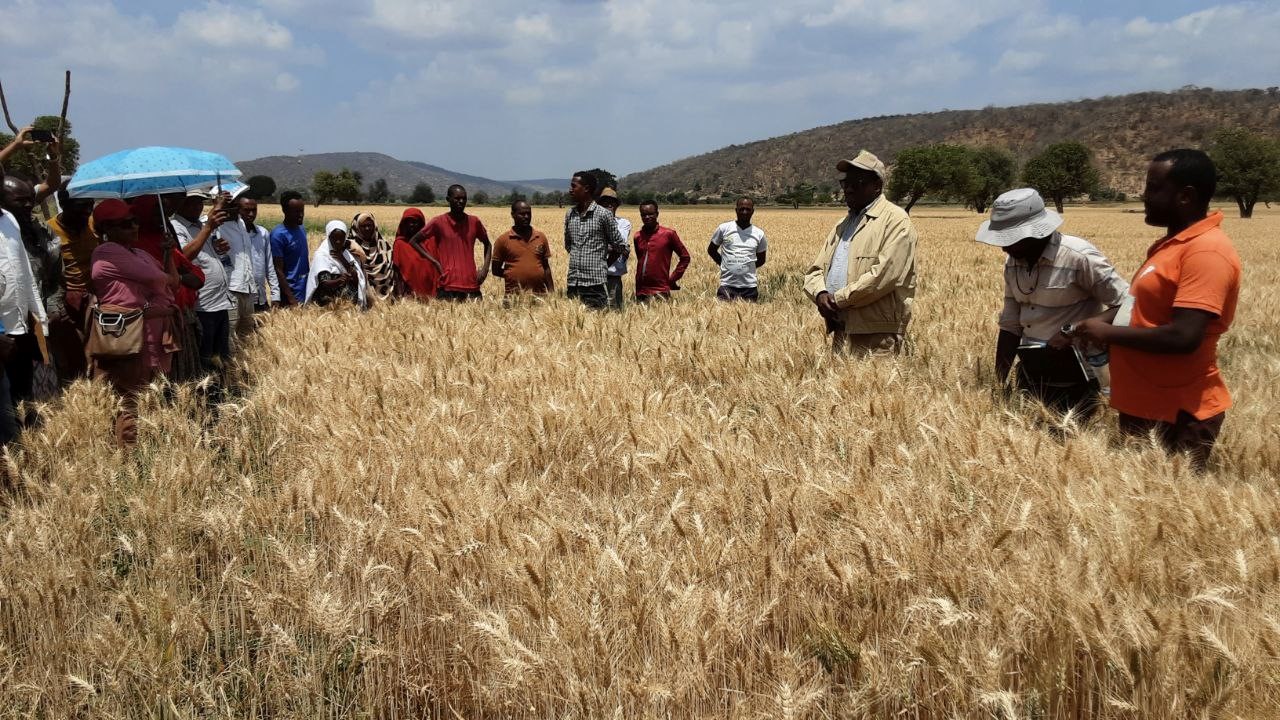 Field Day on Irrigated Wheat Seeds Multiplication in Meyu Muluke, Kumbi and Meta Woredas, East Hararghe image