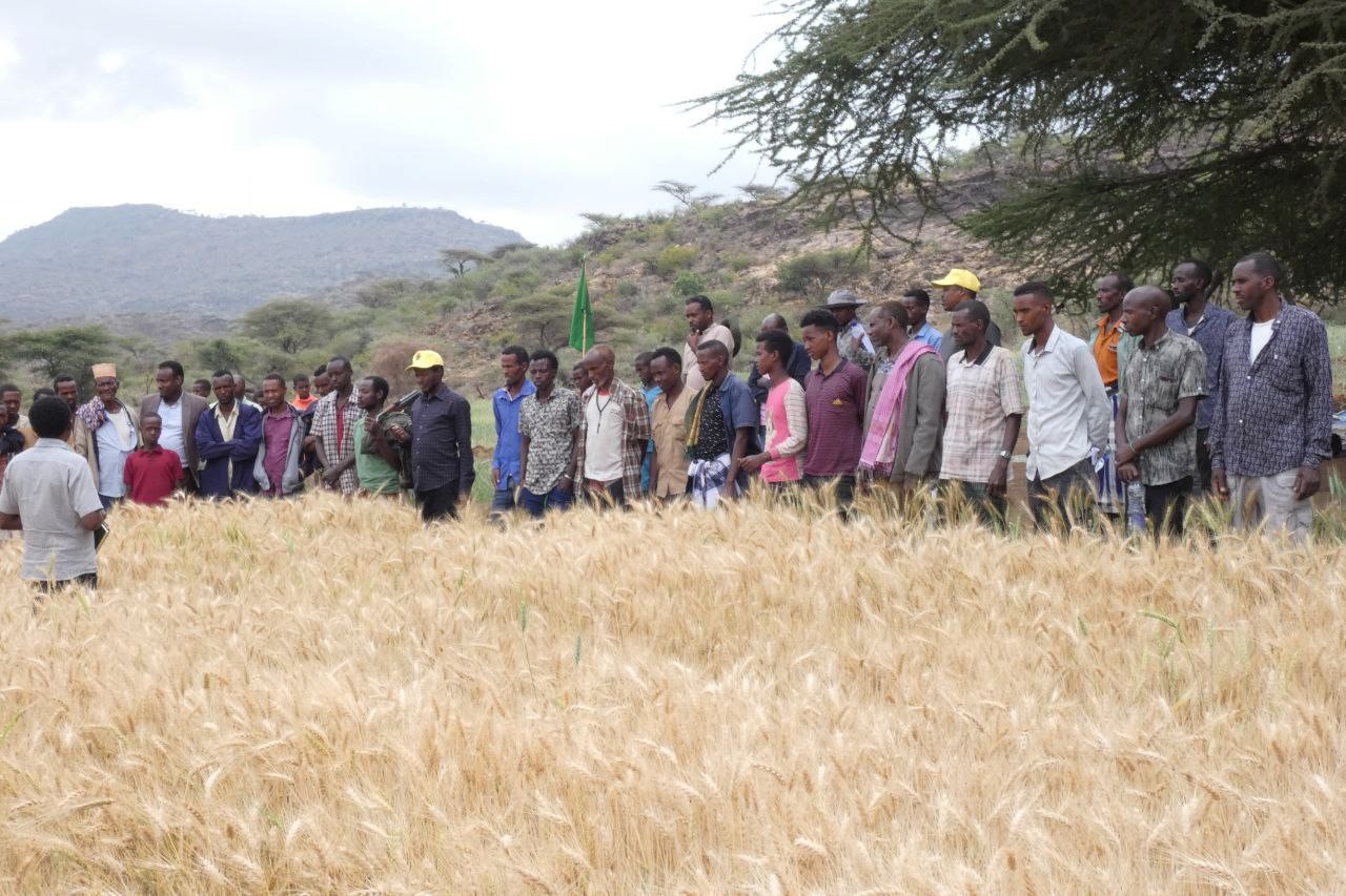 Field Day on Irrigated Wheat Seeds Multiplication in Meyu Muluke, Kumbi and Meta Woredas, East Hararghe image