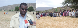 Field Day on Irrigated Wheat Seeds Duplication image