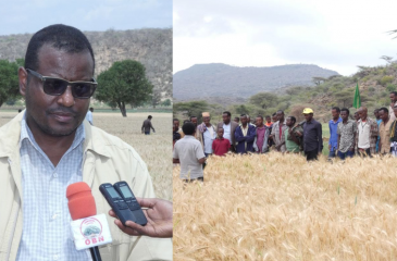 Field Day on Irrigated Wheat Seeds Duplication image