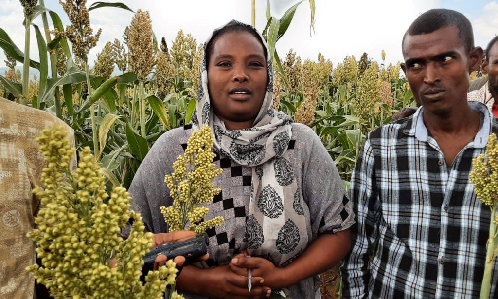 Mrs. Asnaku Hayile at RAISE-FS Project Conducts Field Demonstrations