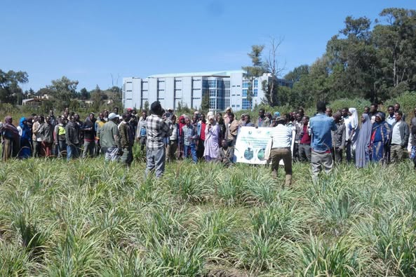 Participants at Farmers' Field Day Showcases Climate-Resilient
