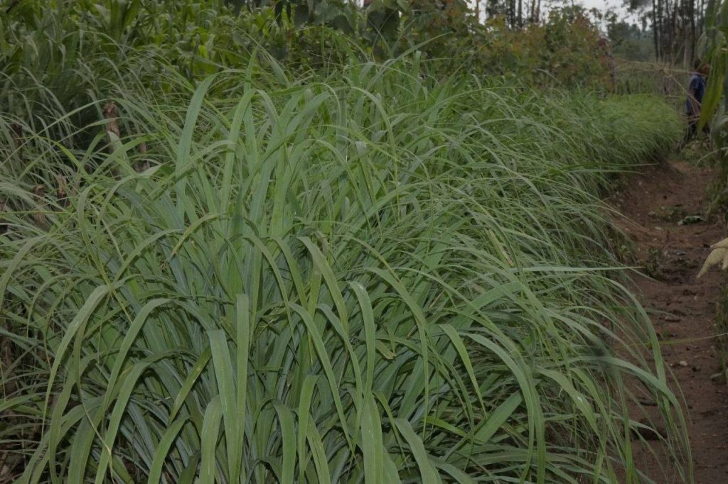 Distributes Drought-Resistant Grass to Boost Livestock Farming