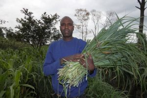 Farmers who have already planted the grass