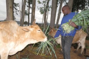 Farmers who have already planted the grass