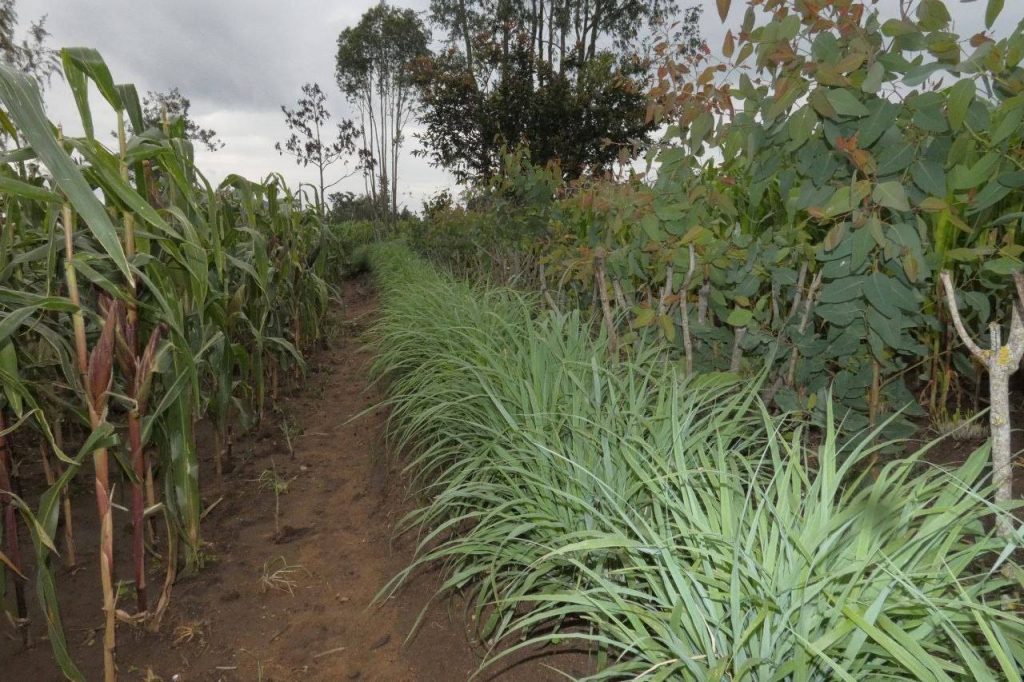 Grass to Boost Livestock Farming