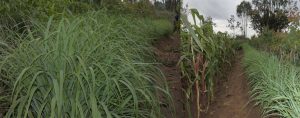 Haramaya University Distributes Drought-Resistant Grass to Boost Livestock Farming